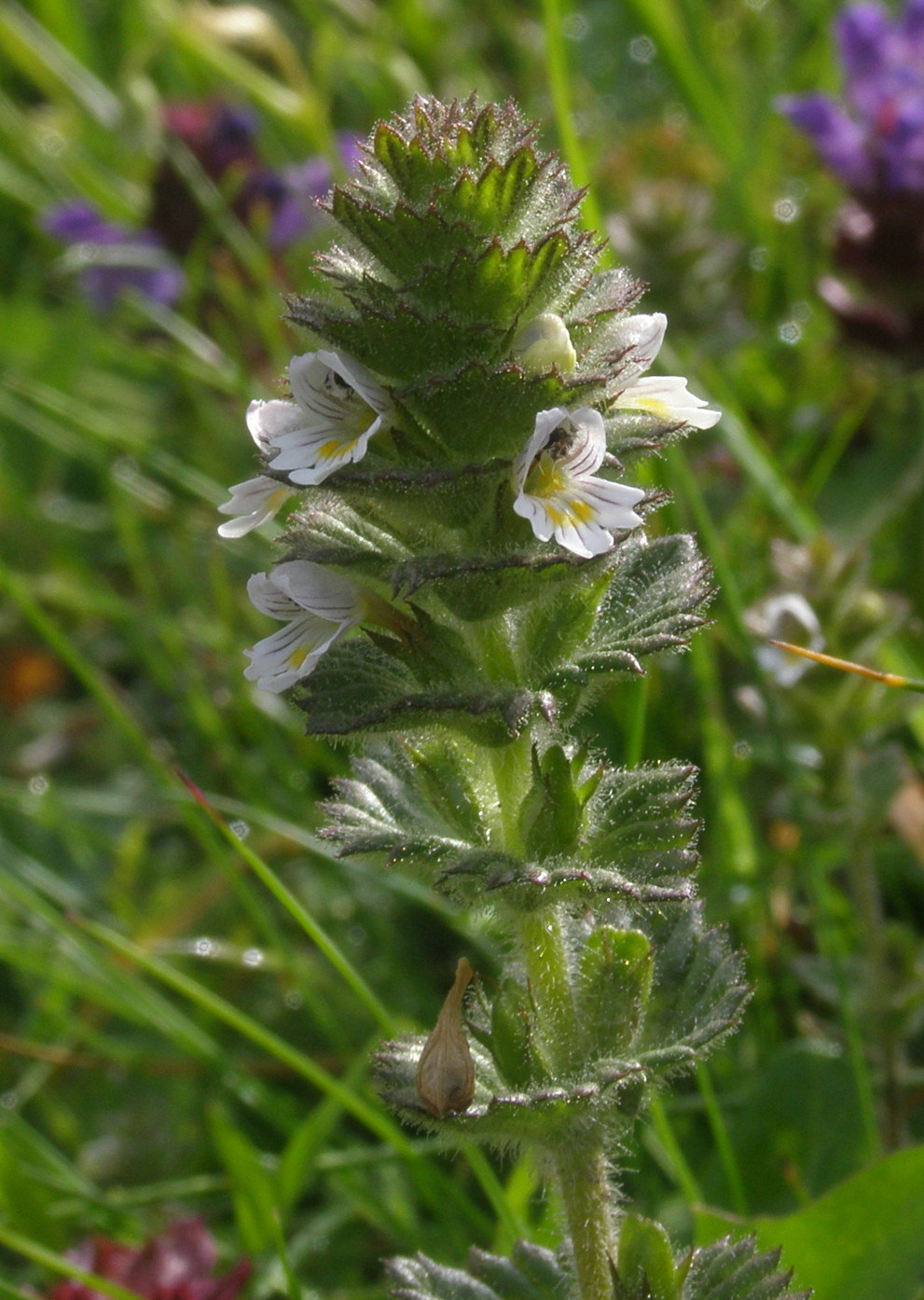 Euphrasia hirtella / Eufrasia pelosetta